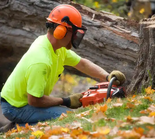 tree services Old Brookville